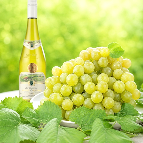 MELON DE BOURGOGNE